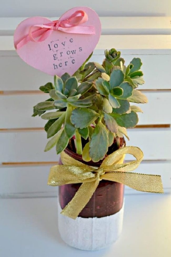 Tiny Succulents In Glass Jars