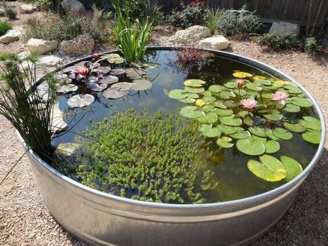 Galvanized Metal Lily Pond