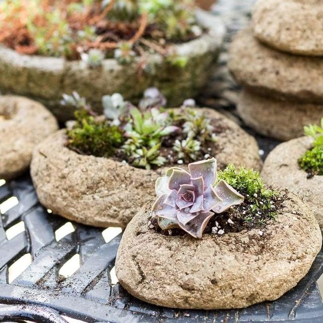Metallic Black Succulent Gardens