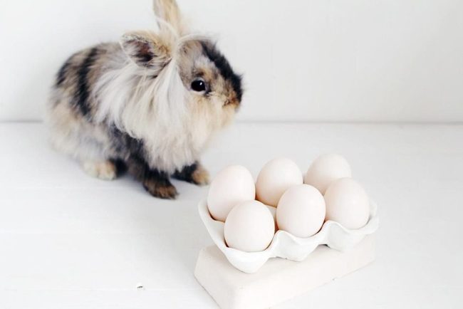 Brown Bunny, Quiet Morning
