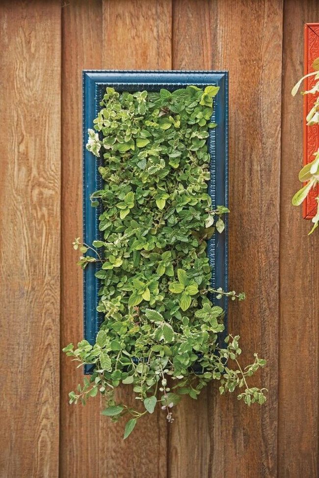 Vertical Fresh Herbs Wall