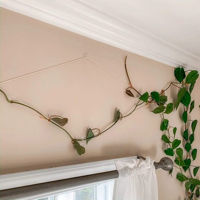 Green Vines On Wooden Frames