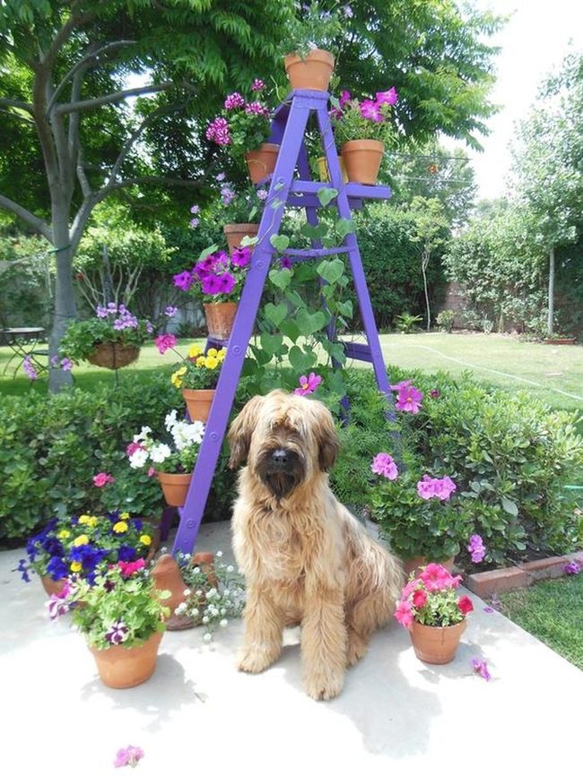 Dog Among Rainbow Garden Blooms