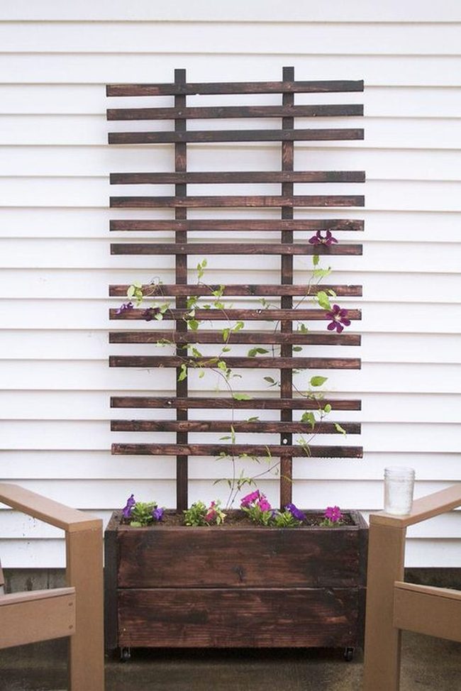 Green Vines Climb Wood Lattice