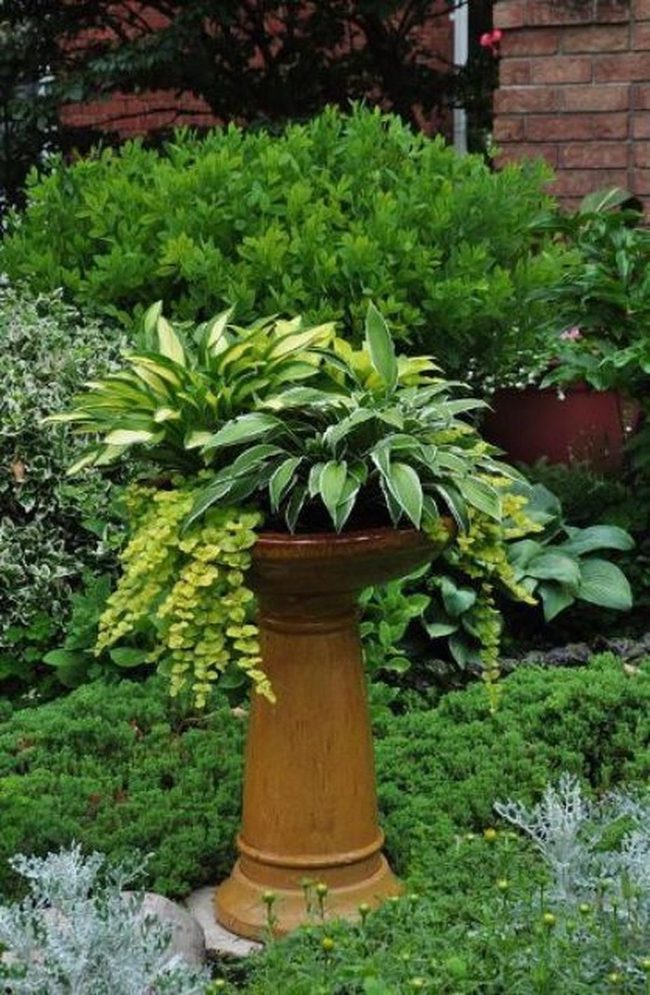 Brown Birdbath Among Emerald Layers