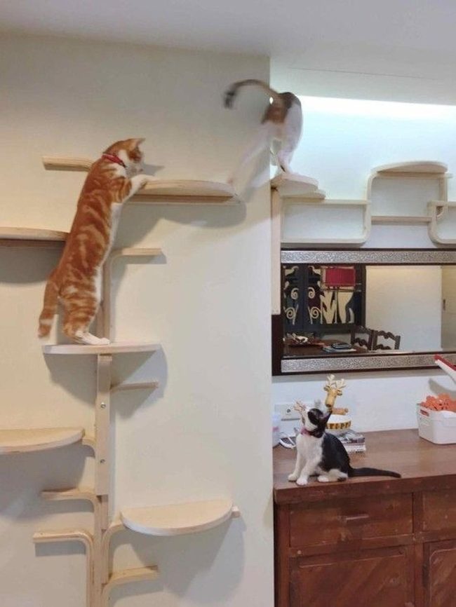 Curved Wood Cat Playground
