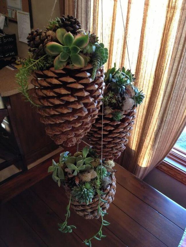 Hanging Succulent Pinecone Planters