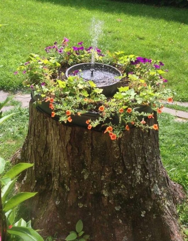 Blooming Stumps With Flowing Water
