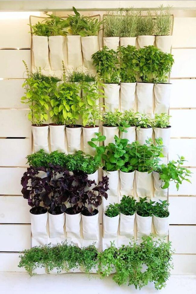 Living Walls Full Of Fresh Herbs