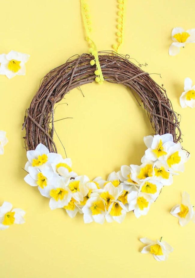 Yellow Daffodils Against Dark Grapevine
