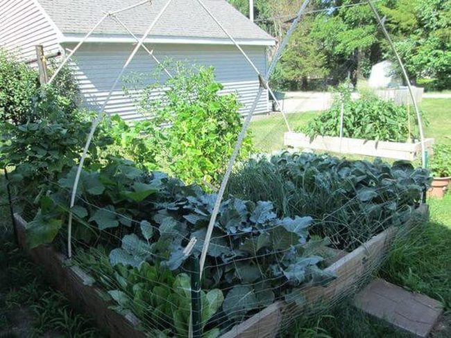 Climbing Vegetables On Pvc