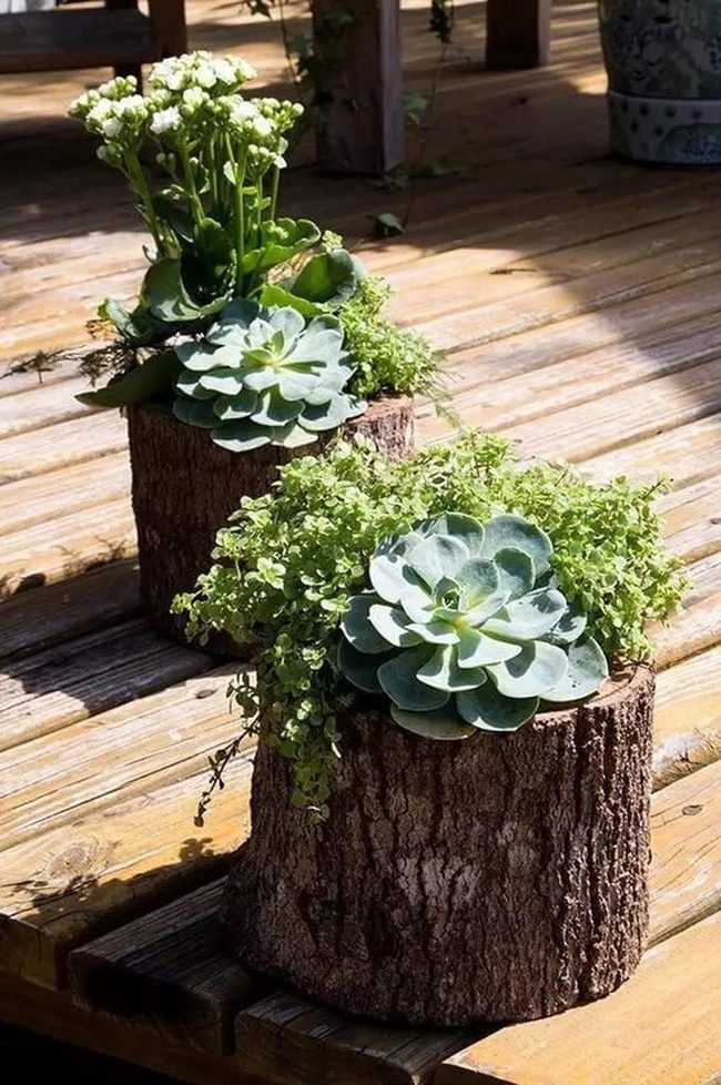 Wooden Log Planters With Succulents