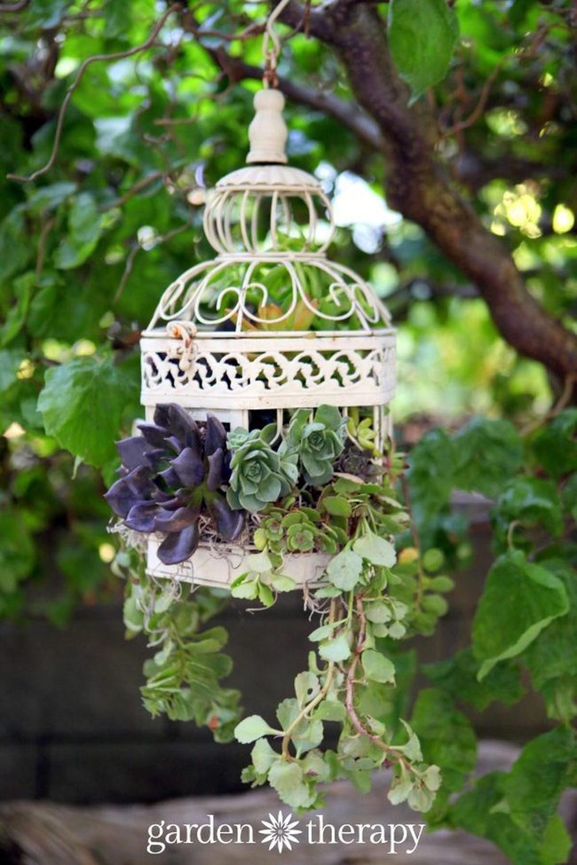 Metal Cage With Living Greenery
