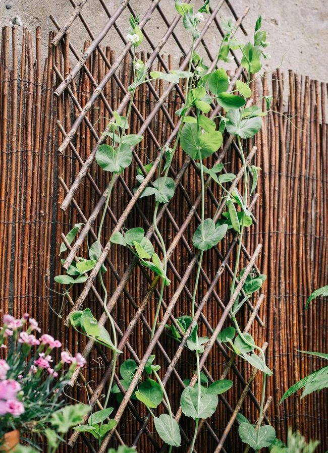 Wooden Lattice, Living Vines