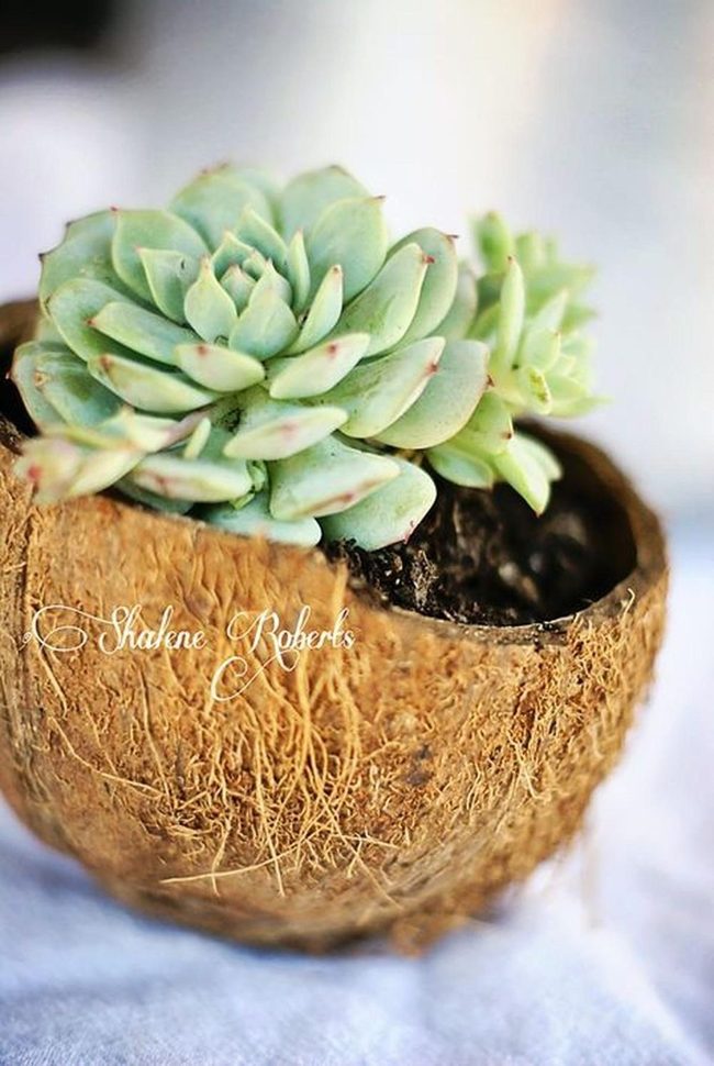 Coconut Shell Natural Planters