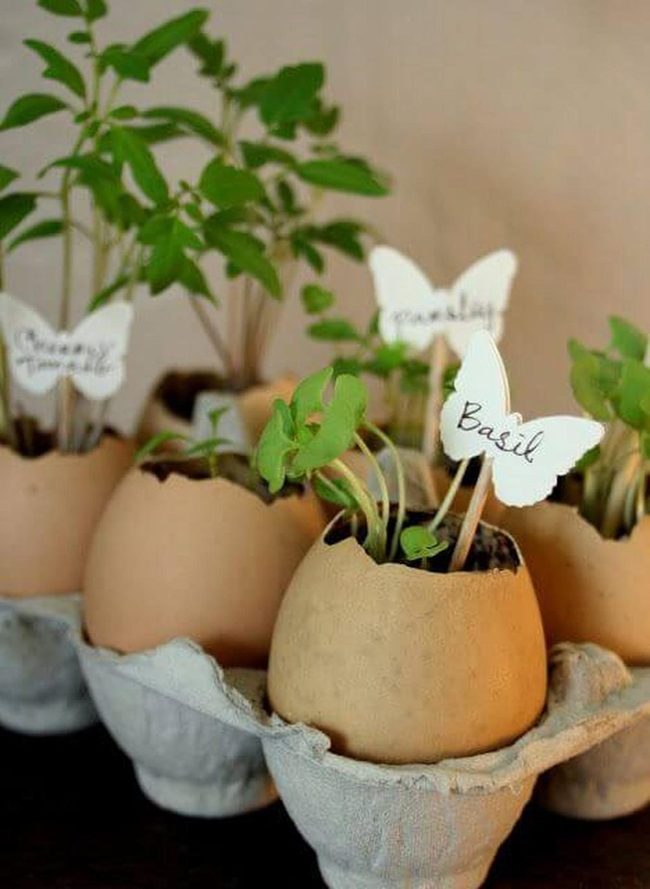 Tiny Eggshell Herb Gardens