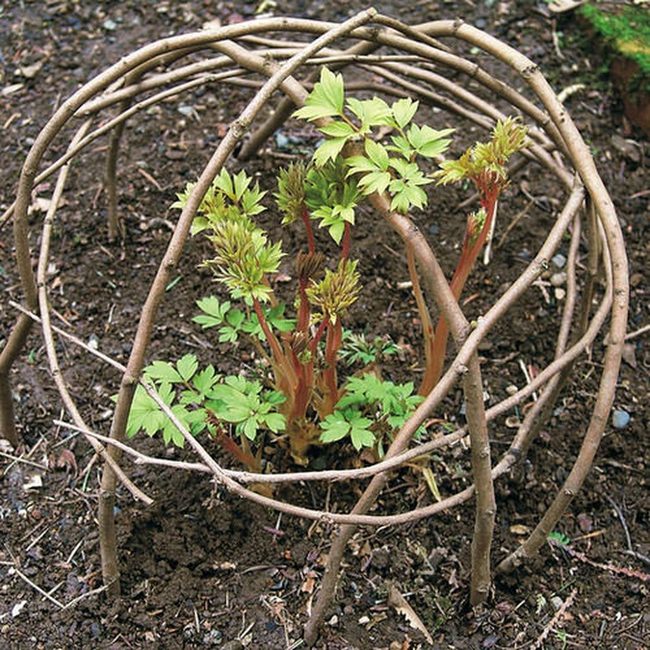 Twigs Shelter Mini Perennials