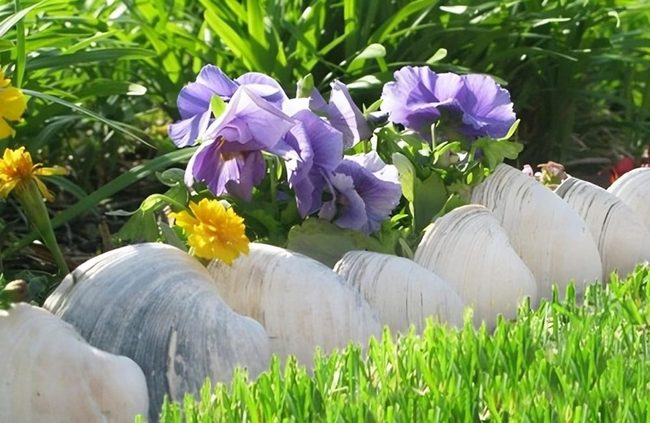 Shells Define Garden Beds