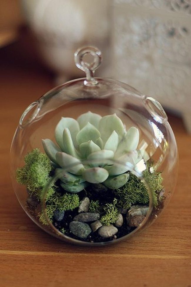 Layered Succulents In Glass