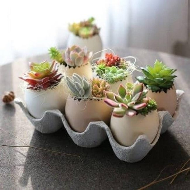 Succulents In Cream Eggshell Homes