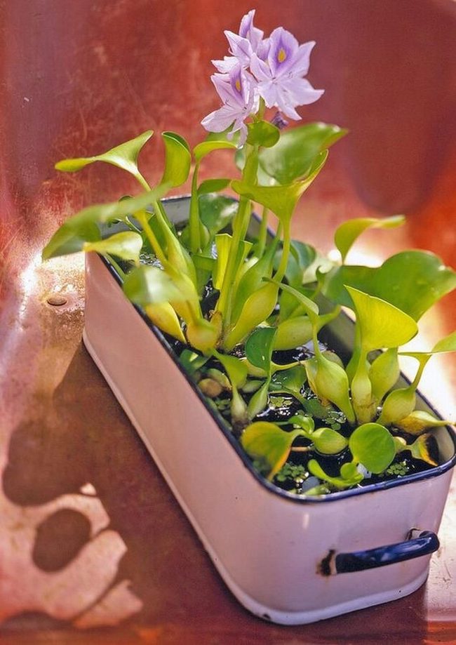 Floating Plants Desktop Water Garden