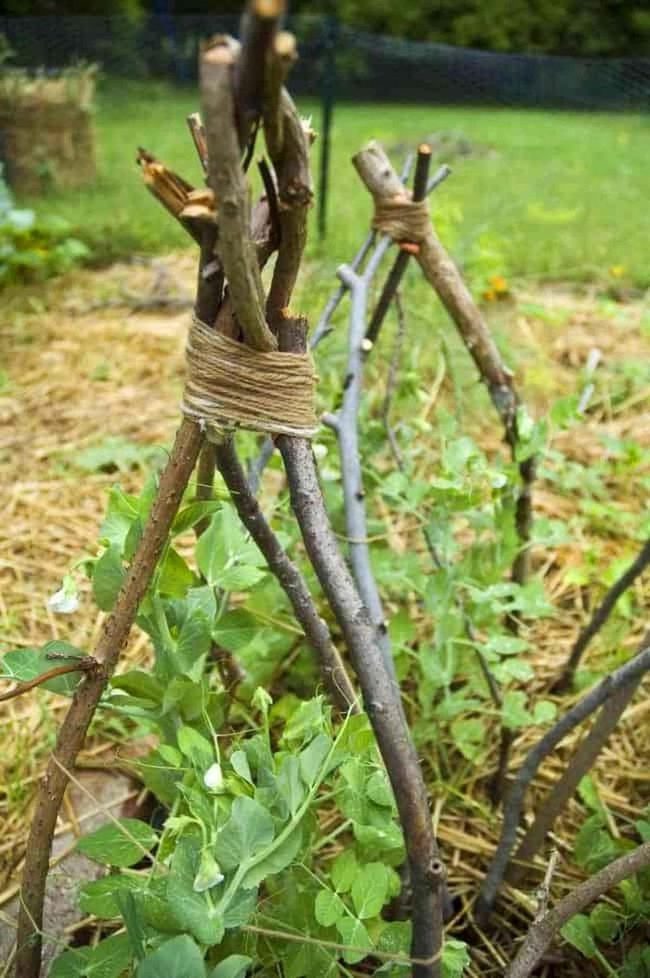 Twigs Frame Growing Vines