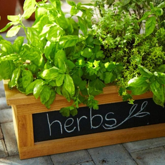 Kitchen Herb Garden In Wood