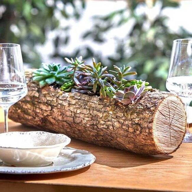 Hollowed Log With Living Succulents