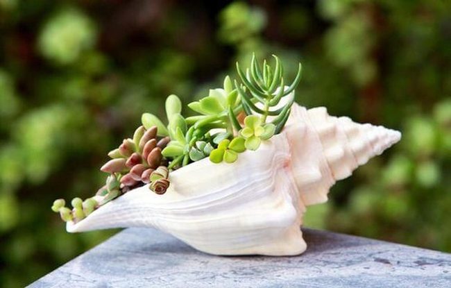 Seashell Succulent Planters