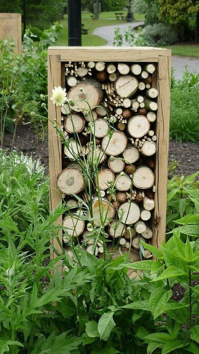 Hollow Stem Insect Shelter