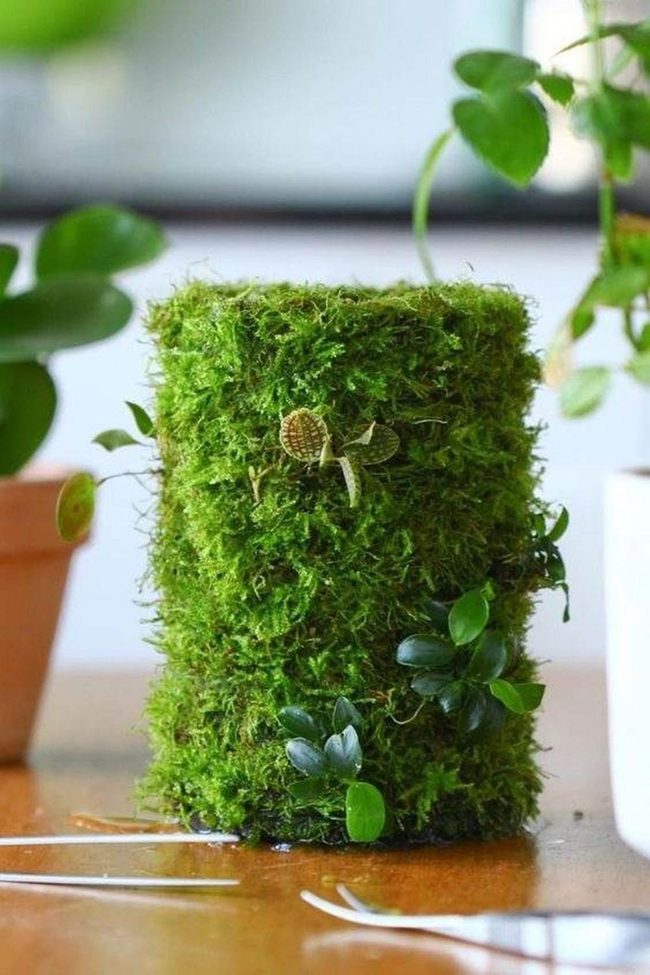 Lush Moss In Tin Can