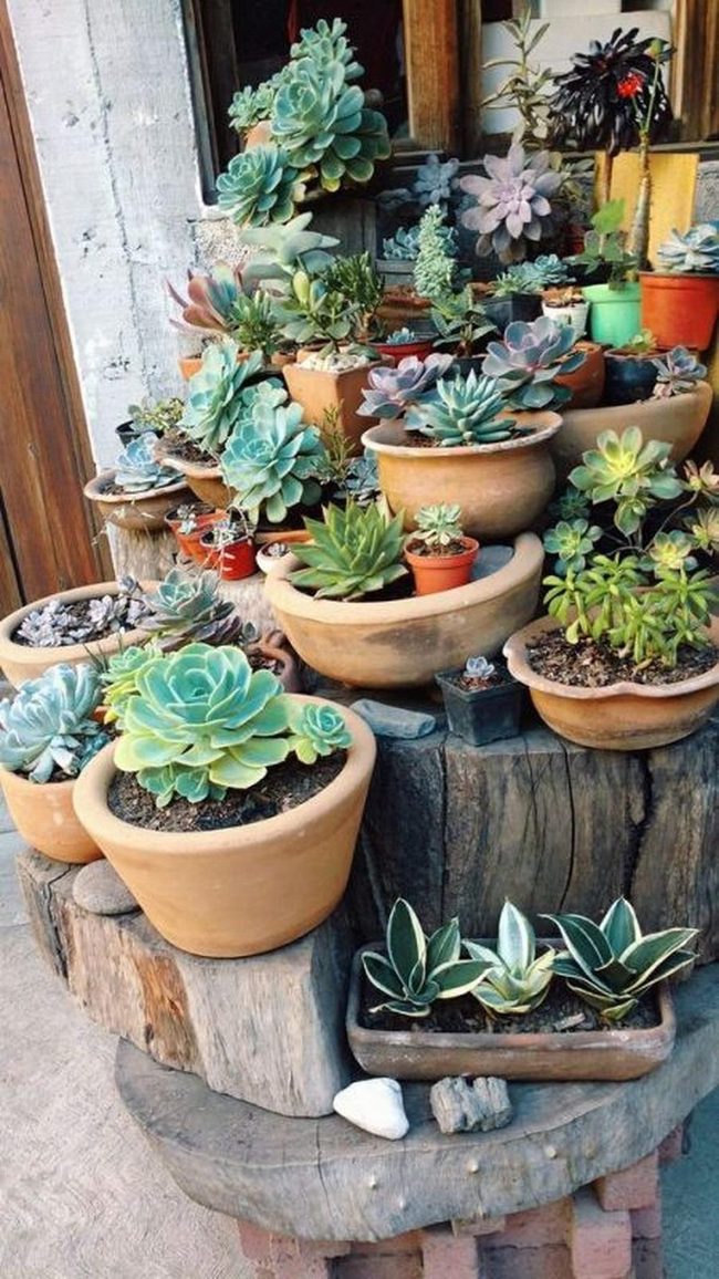 Tiered Succulents In Terracotta Tones