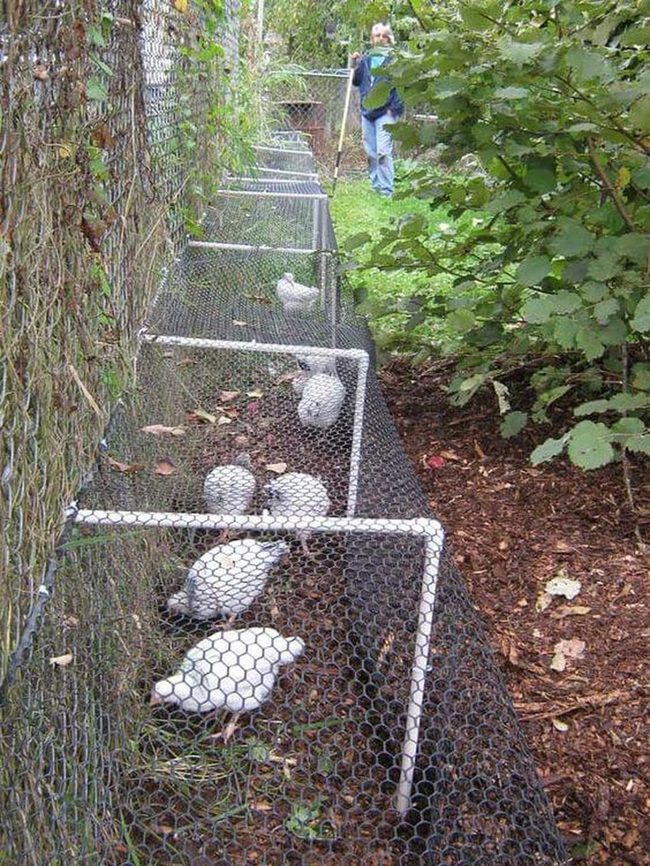 Pvc Pipe Garden Tunnel Enclosure