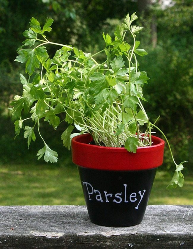 Red Rimmed Parsley In Wood