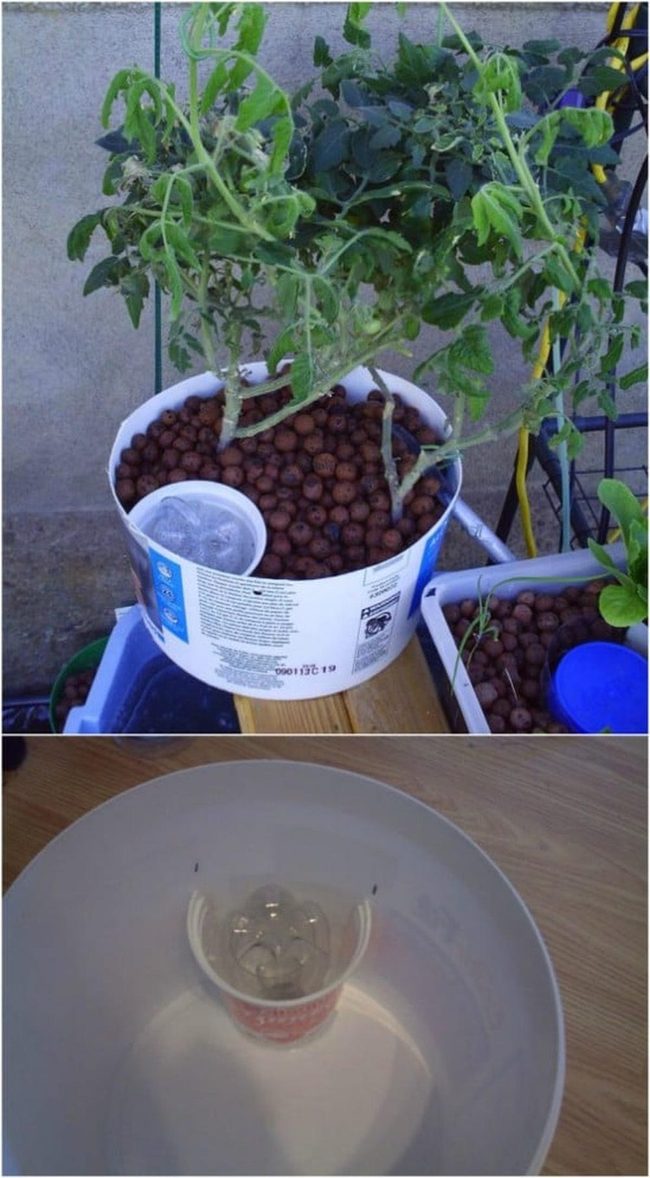 Bucket Fish Farm Food System