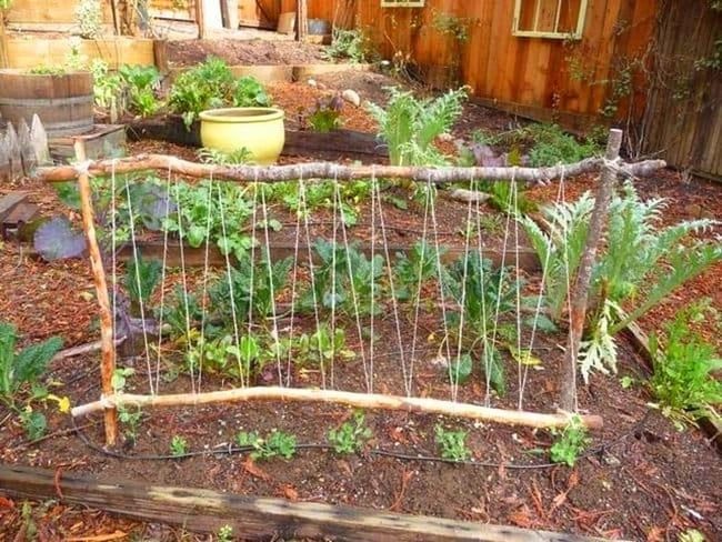 Twine-Bound Stick Trellis