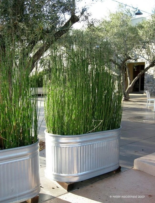 Tall Grasses In Metal Pots