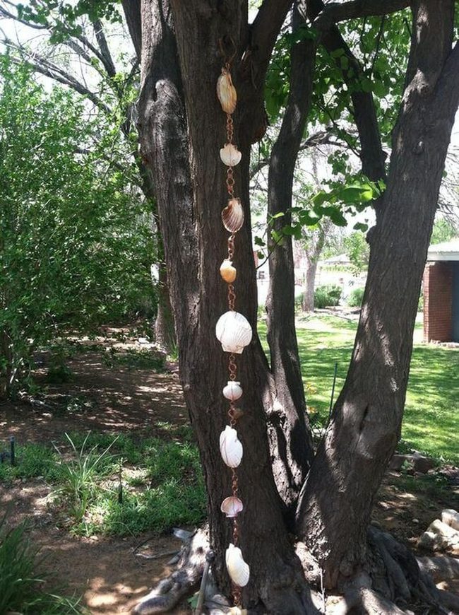 Shimmering Shells Catch Coastal Light