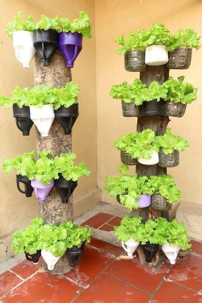 Green Lettuce Wooden Tower Garden