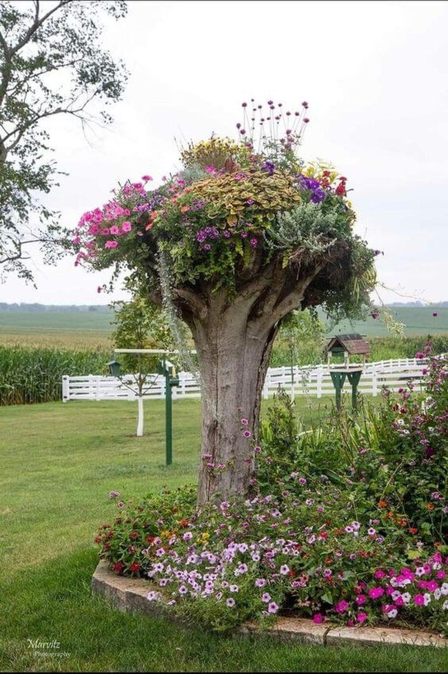 Hollowed Stumps Bursting With Blooms