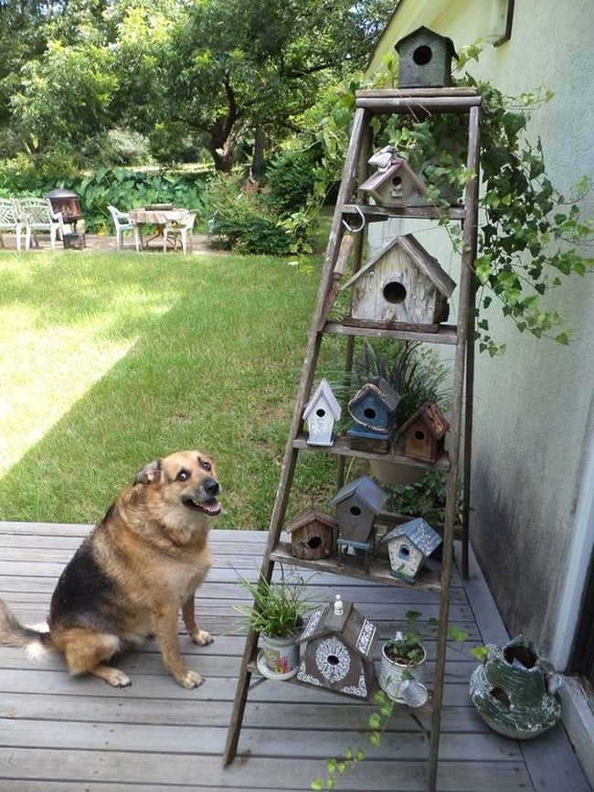 Colorful Birdhouses On Wooden Ladder