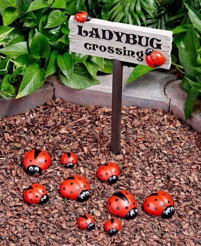 Ladybugs Among The Greens