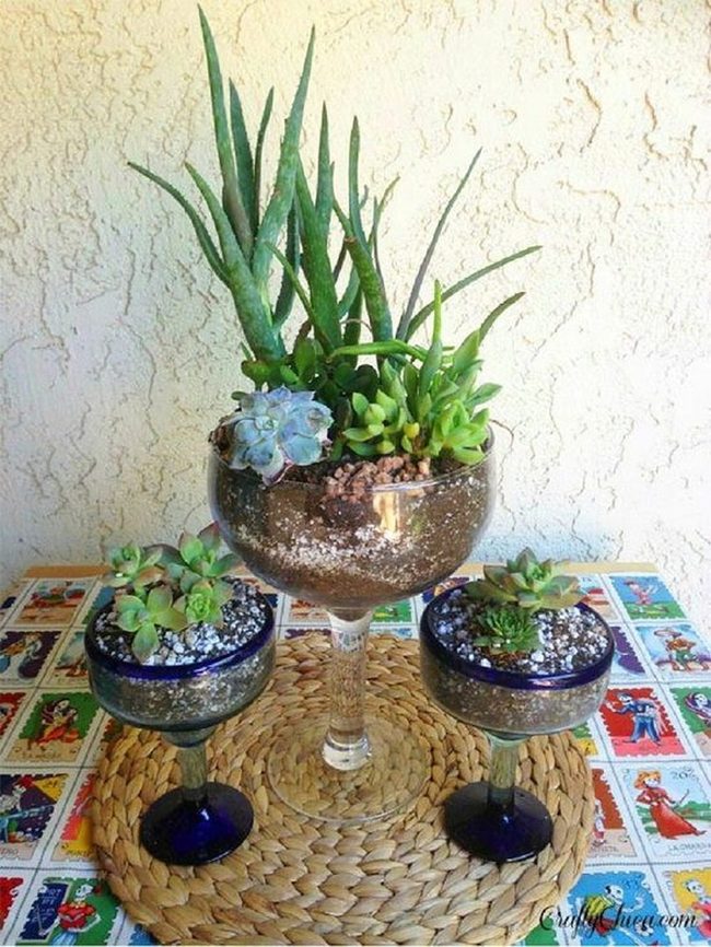 Glass Succulent Gardens In Margarita Vessels