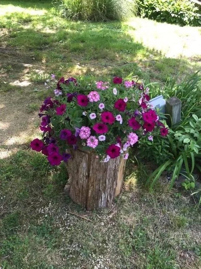 Purple Blooms Between Tree Stumps