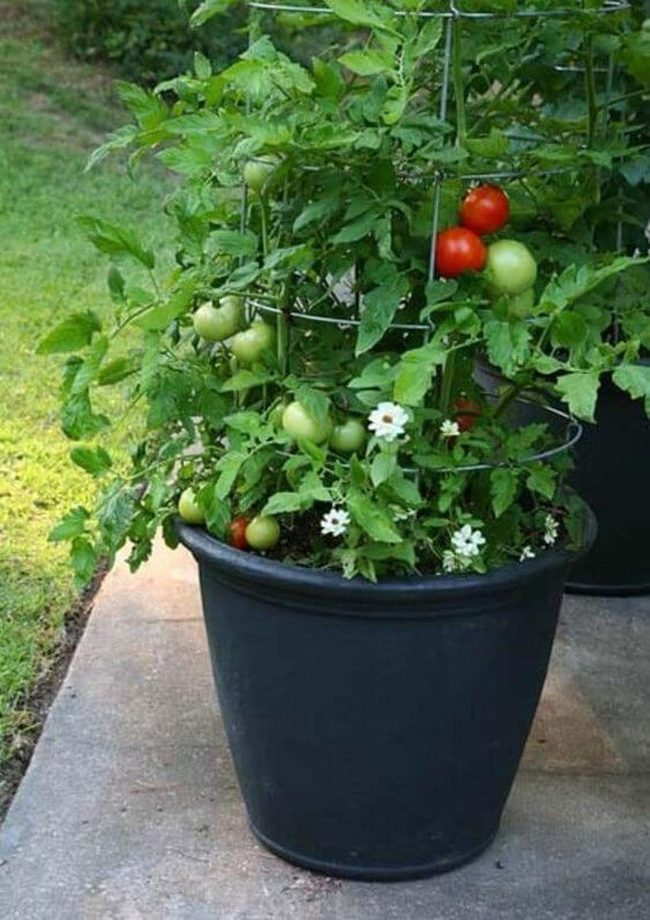 Green Cage Garden Display