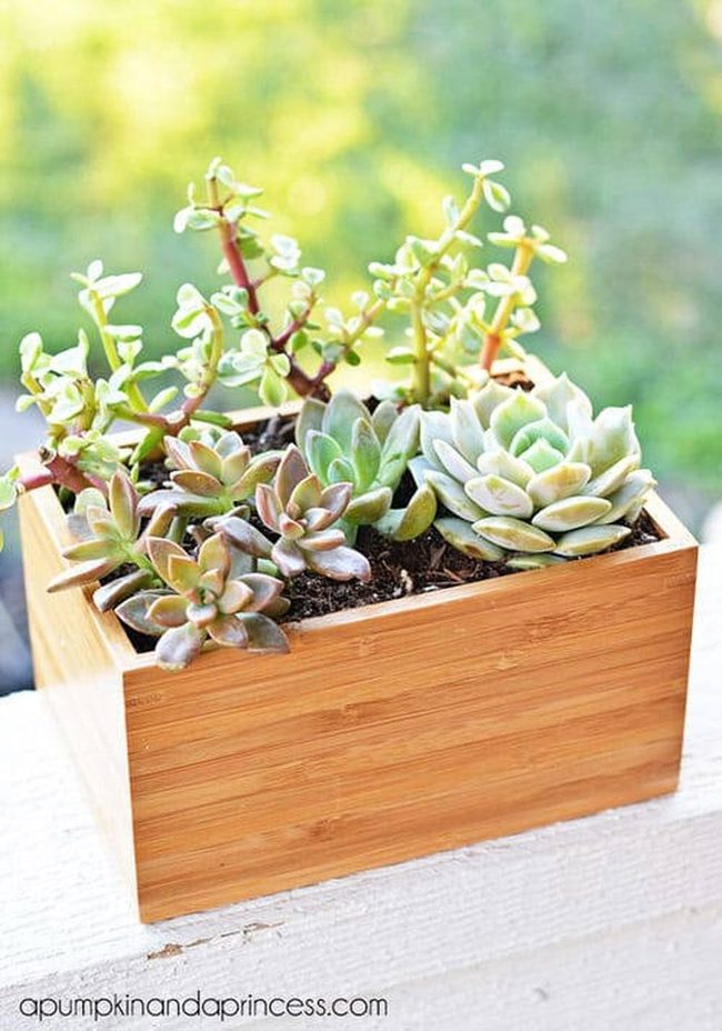 Succulent Bamboo Box Gardens