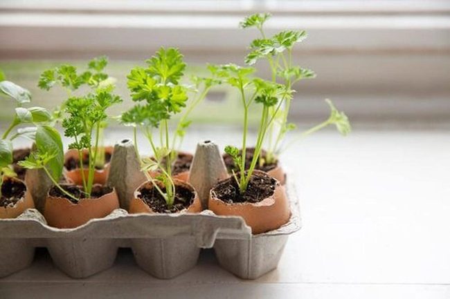 Cardboard Seedling Starter Compartments