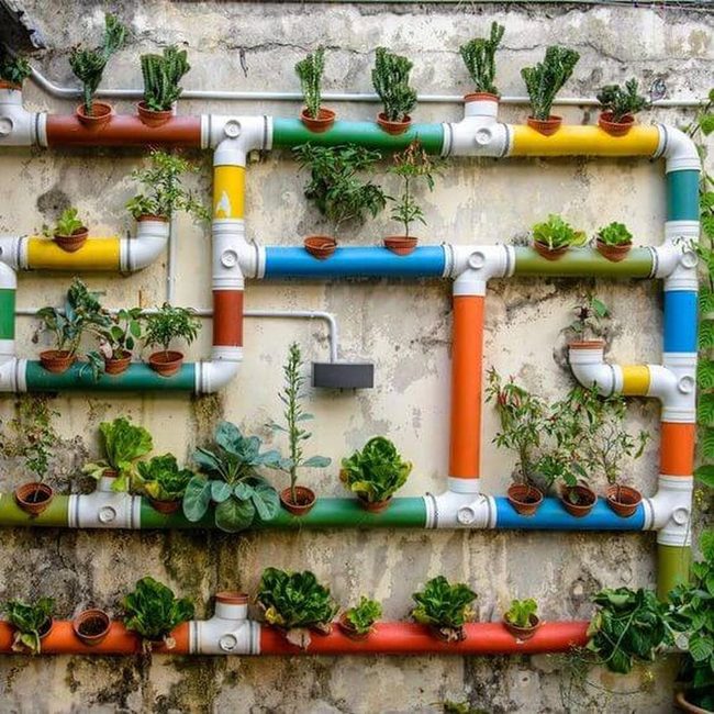 Colorful Pipes Growing Vertical