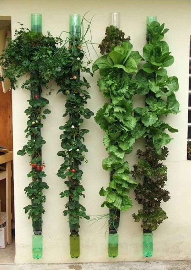 Vertical Bottle Herb Gardens