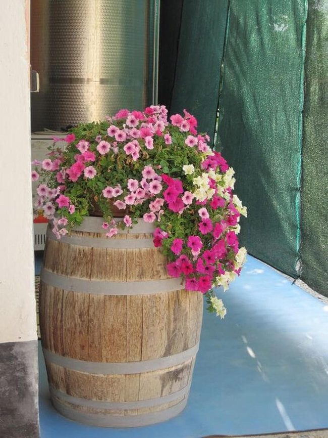 Seasonal Blooms Shape Rooms
